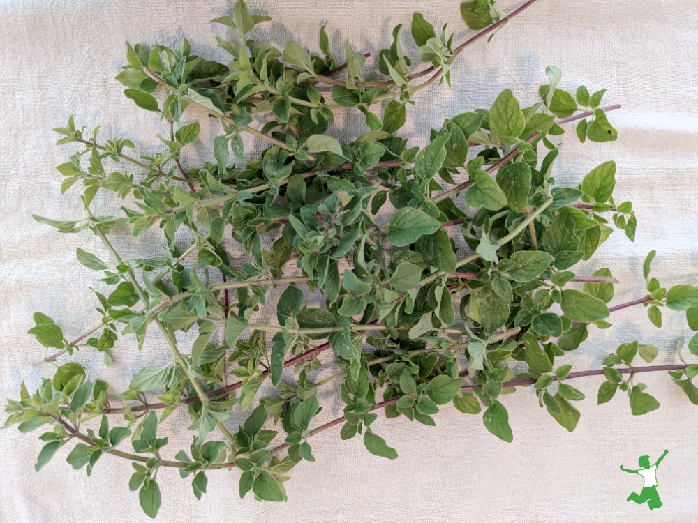 fresh oregano sprigs on a white cotton towel