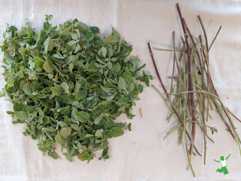 oregano leaves removed from the stems on a cotton towel