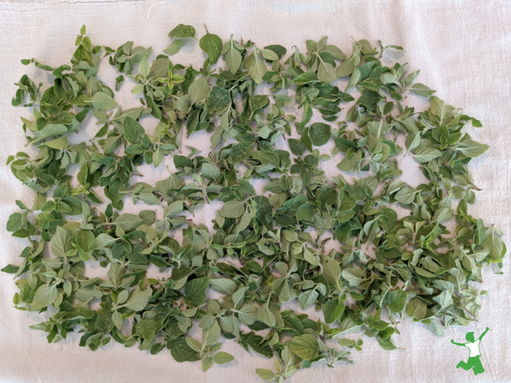 fresh oregano leaves on a white towel