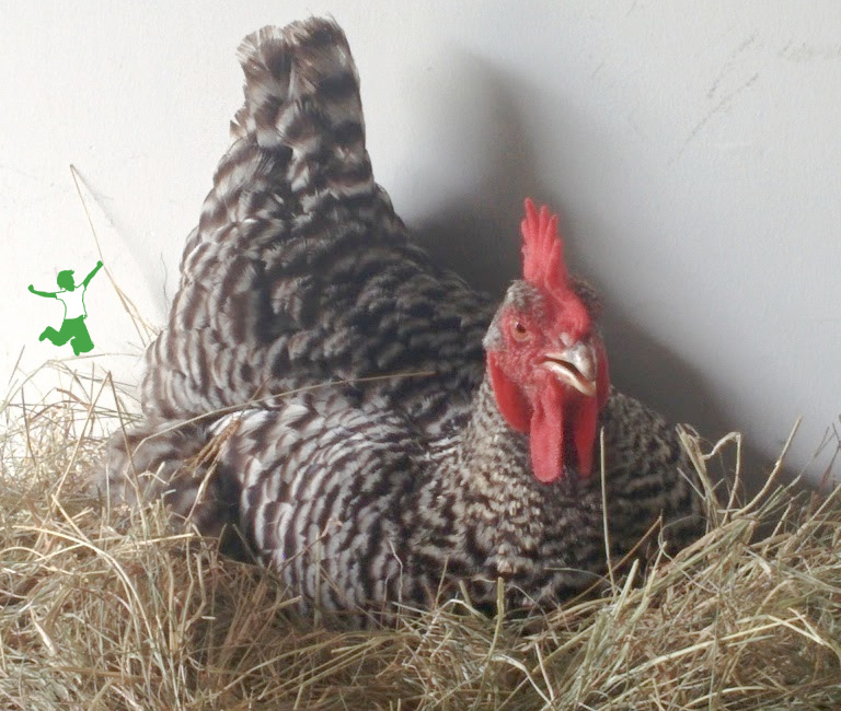 plymouth rock hen laying eggs in hay bale