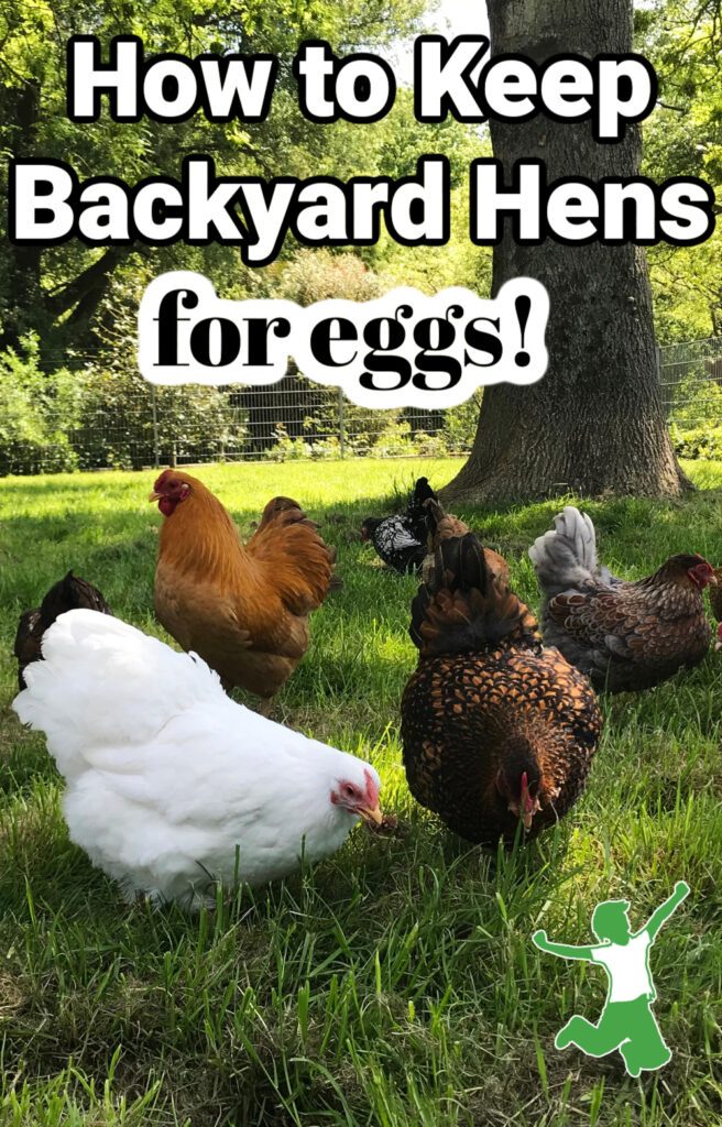 laying chickens foraging in backyard grass