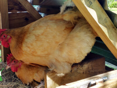 egg layer hens in a coop