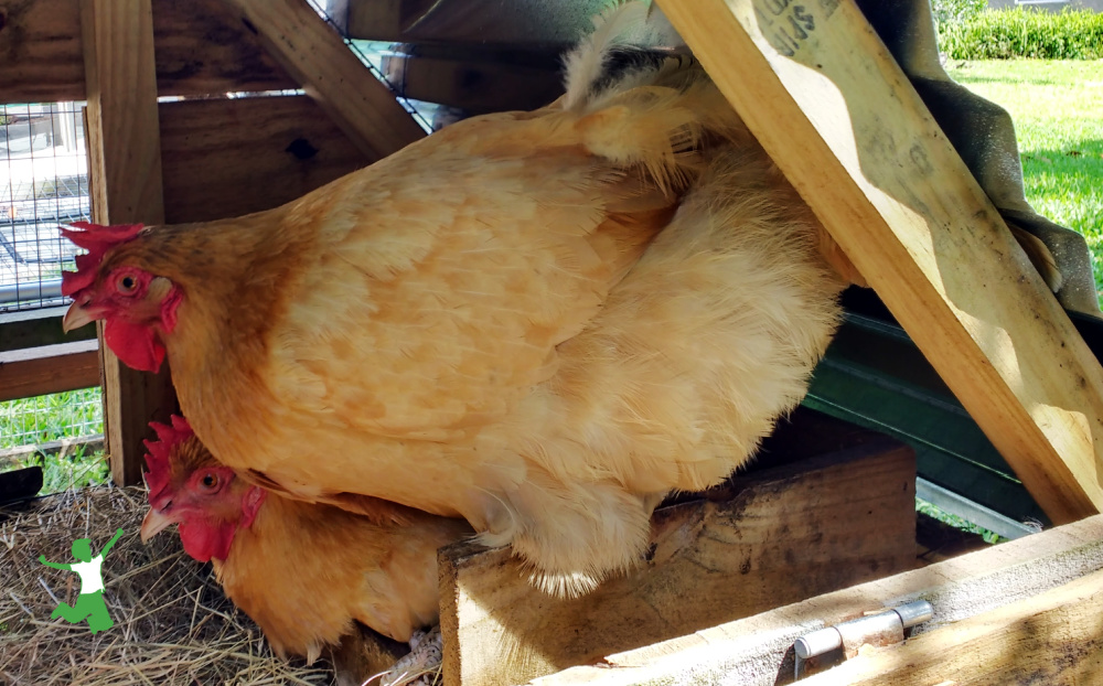 two buff orpington hens laying eggs in chicken coop