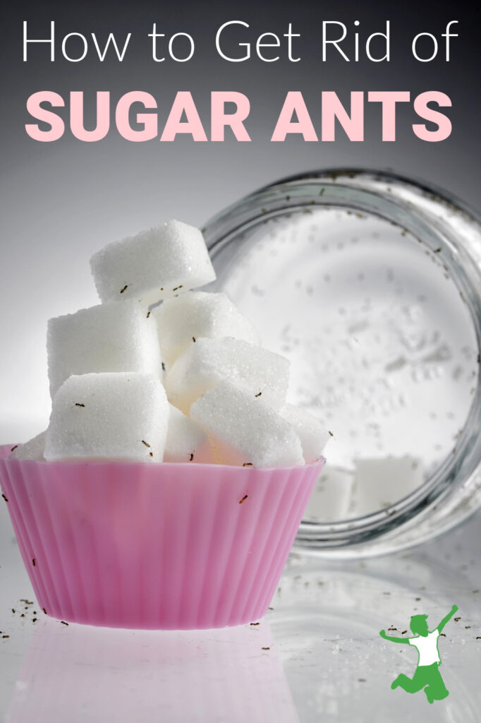 sugar ants trailing in a kitchen toward homemade traps