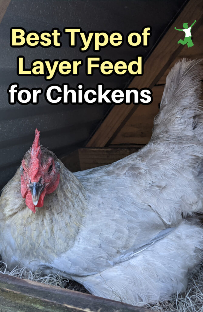 lavender orpington layer hen who eats the best type of feed