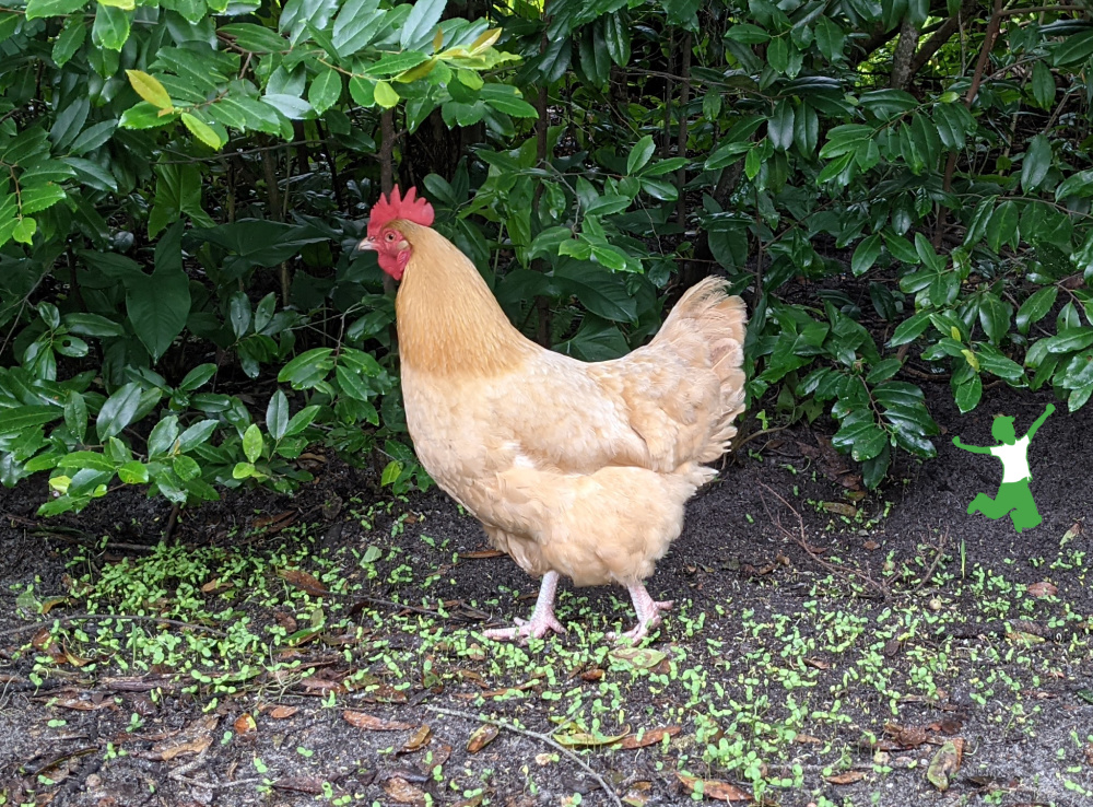 buff orpington hen eating sprouted organic soy and corn free feed