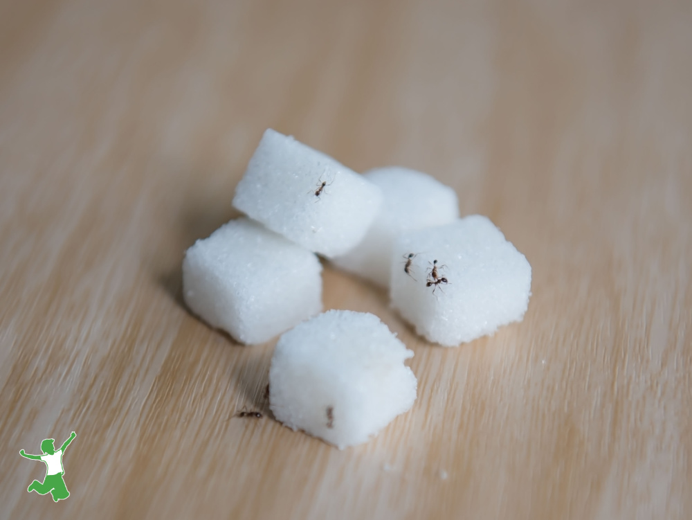 tiny ants on sugar cubes on wooden kitchen counter