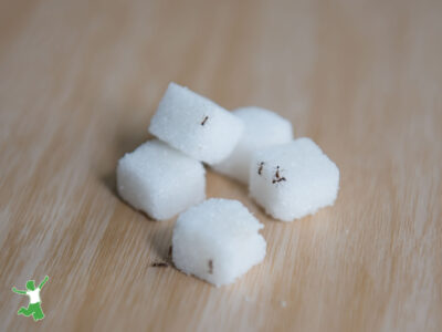 tiny black ants on sugar cubes wood background