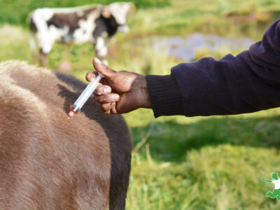 dairy cow getting mRNA shot