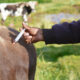 dairy cow getting mRNA shot