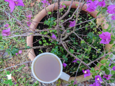 easy fertilizer tea in a container of purple flowers