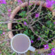 easy fertilizer tea in a container of purple flowers