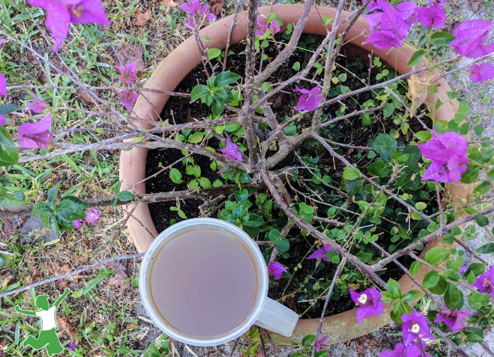 homemade fertilizer tea container with purple flower background