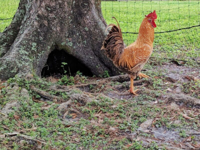 rooster in a free ranging chicken area