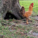 rooster in a free ranging chicken area