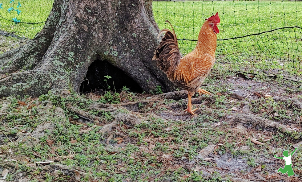 Rocky the rooster free ranging in the grass