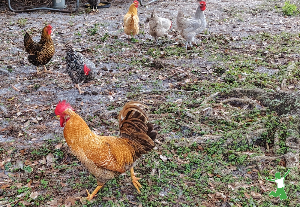 Rocky the rooster meets the hens