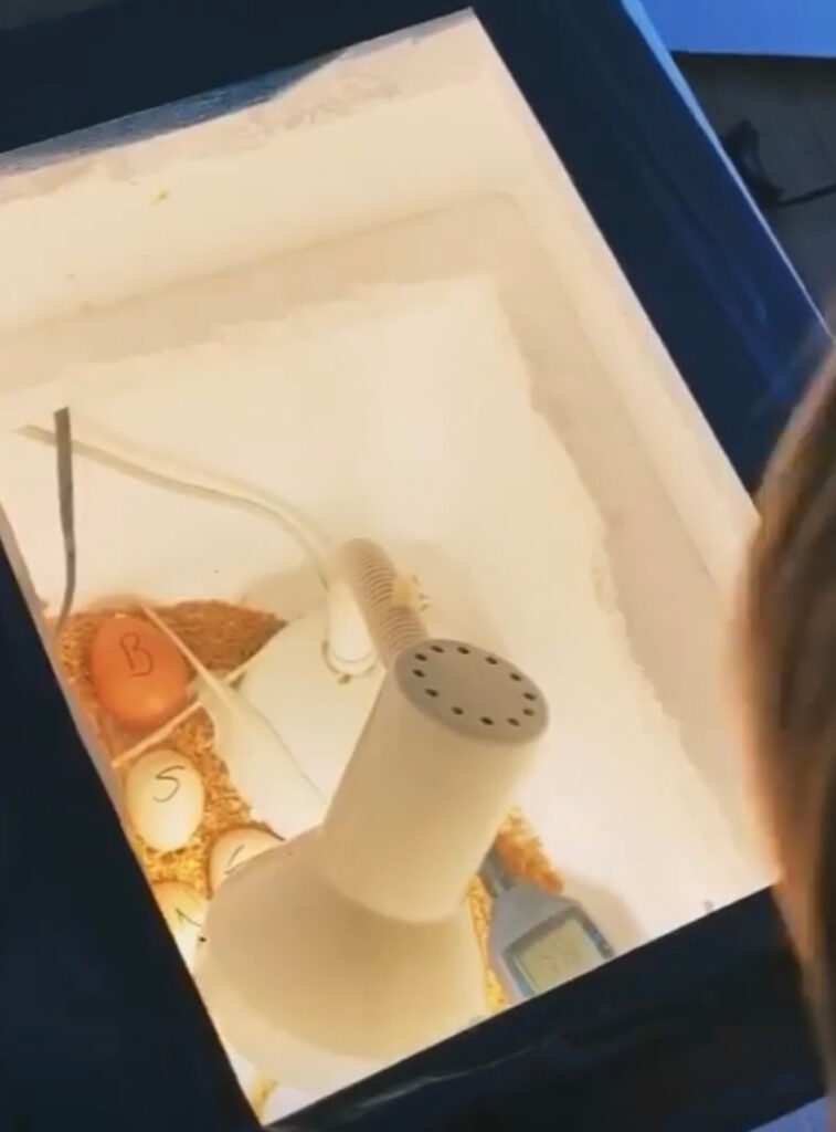 Homemade incubator to keep fertilized eggs warm