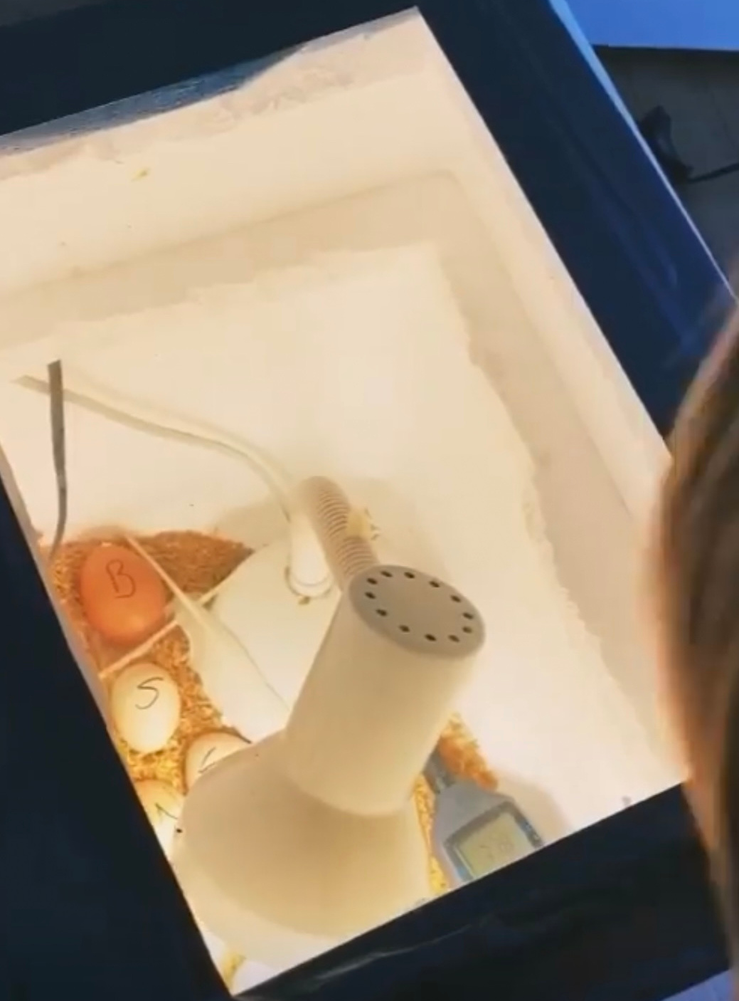 How To Build A Chicken Egg Incubator Healthy Home Economist How To Build A Chicken Egg Incubator Healthy Home Economist