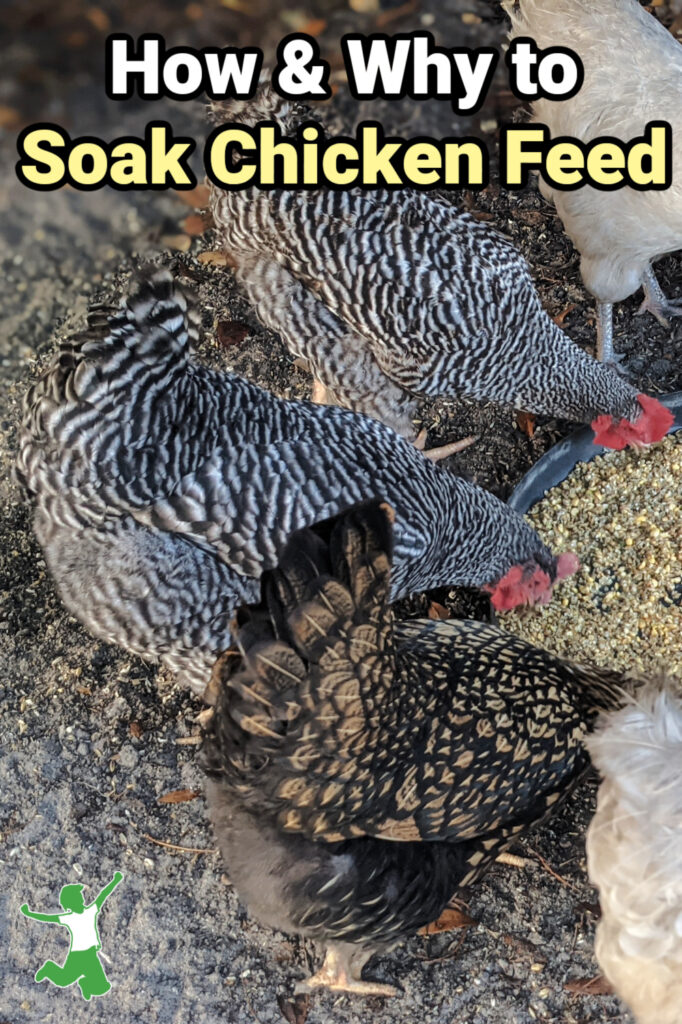 laying hens eating soaked and fermented chicken feed