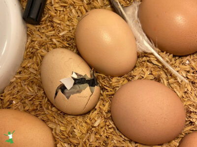 hatching chick in a homemade egg incubator