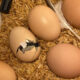 hatching chick in a homemade egg incubator