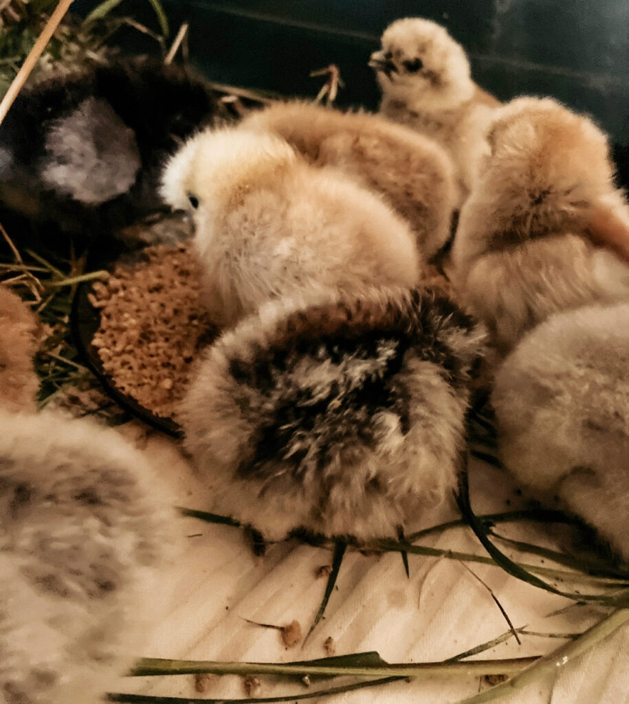 newly hatched chicks in a brooder box