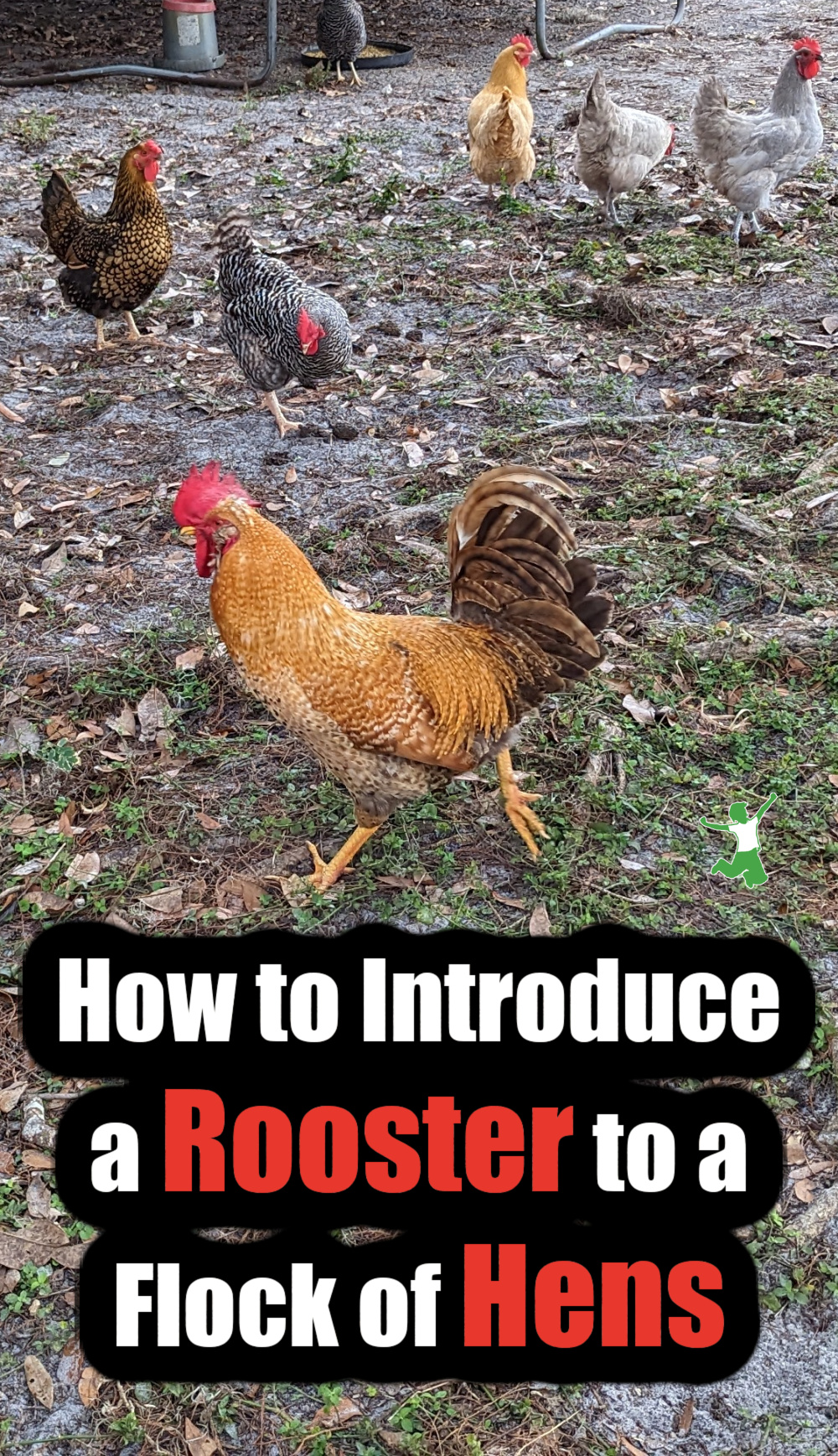 How to Choose a Rooster and Introduce to a Flock of Hens Healthy Home