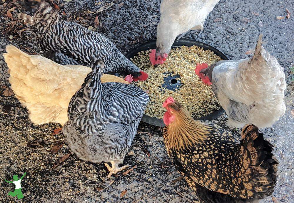 Chickens eat soaked, slightly fermented feed in a shallow container