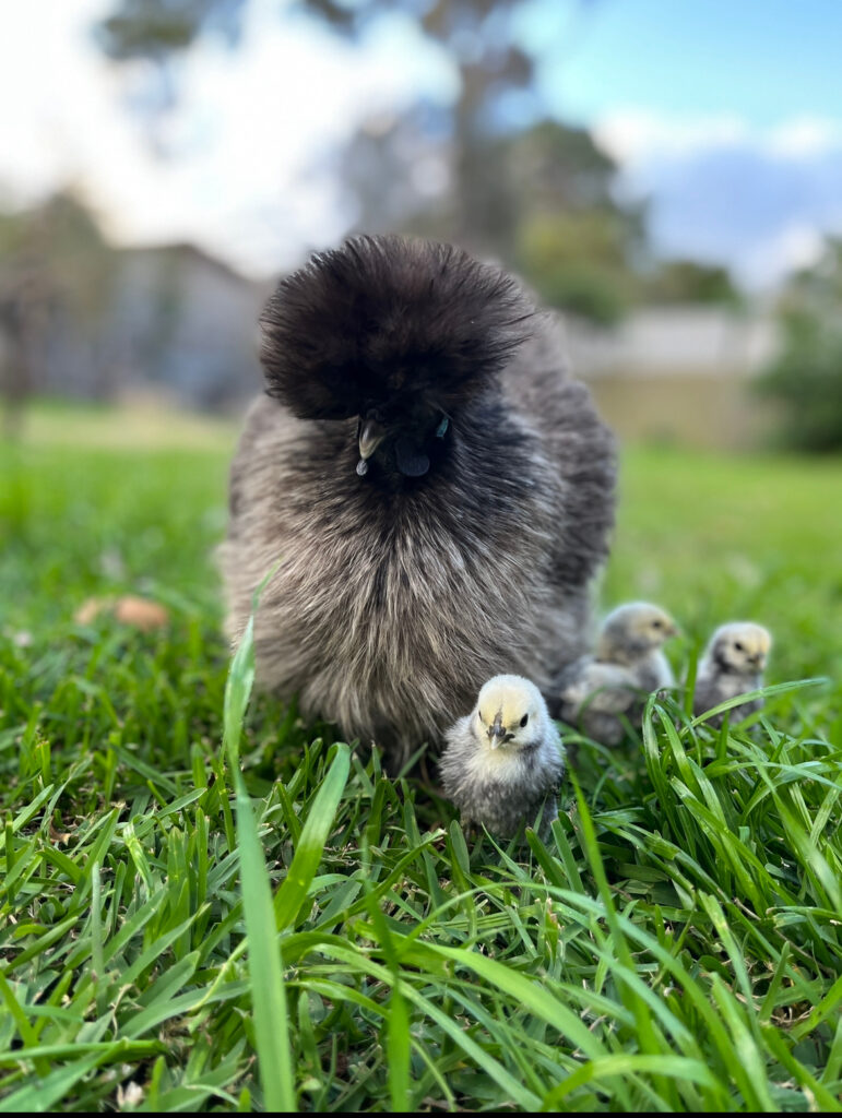 mother hen with chicks hatched in a homemade egg incubator