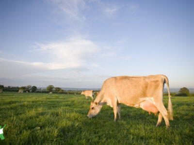grassfed cow eating grain for optimal health