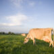 grassfed cow eating grain for optimal health