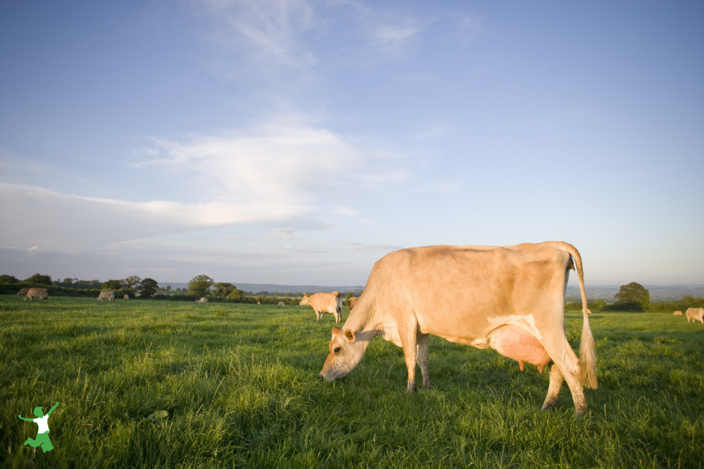 grassfed cow fed some grain for most nourishing milk