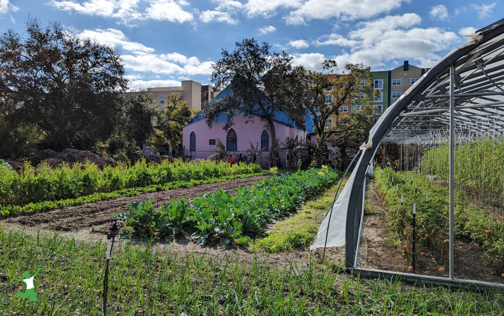 soil grown product at urban farm