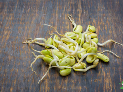 soy sprouts on wooden table