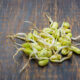 soy sprouts on wooden table