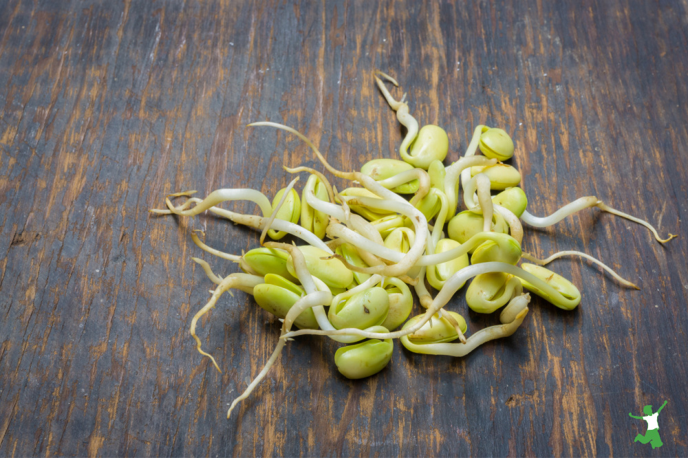 unhealthy soy sprouts on wooden table