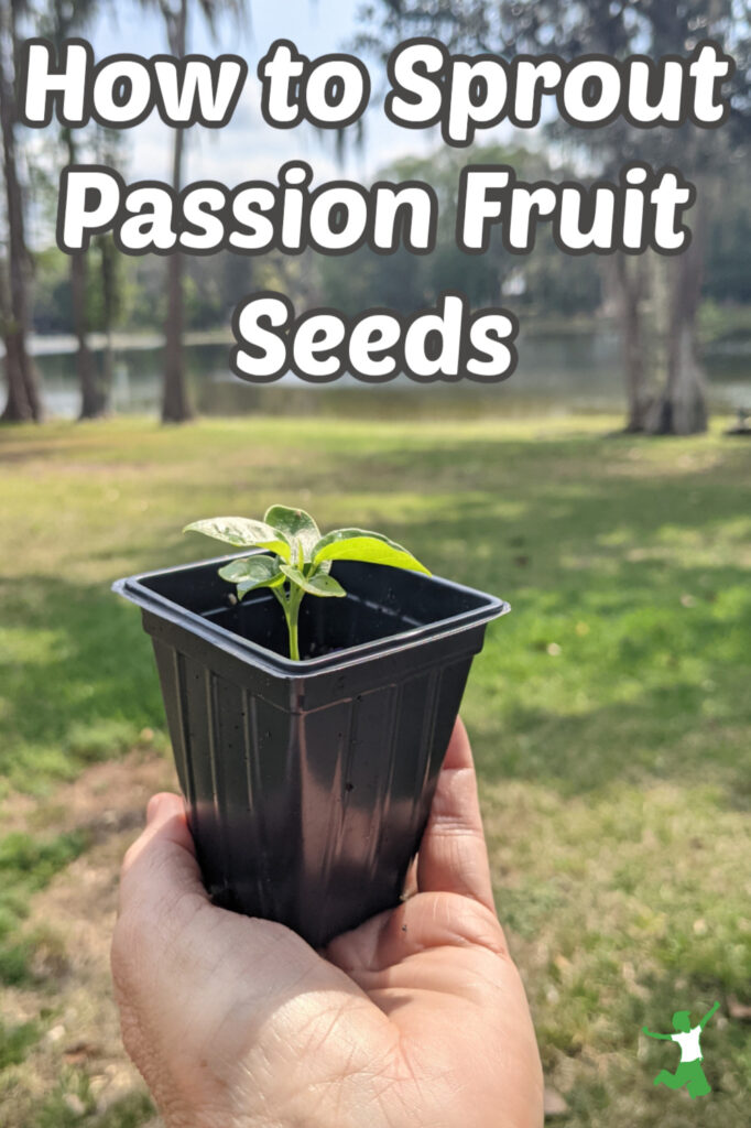woman holding a passion fruit seedling growing in small black pot