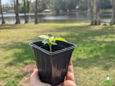 woman holding passion fruit seedling in small pot