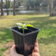 woman holding passion fruit seedling in small pot