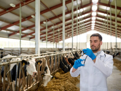 veterinarian vaccinating cows with mRNA