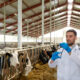 veterinarian vaccinating cows with mRNA