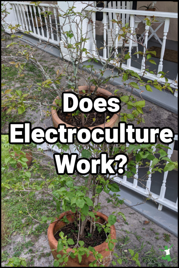 plants before and after using electroculture