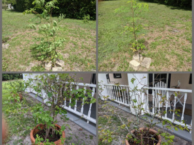 before and after pictures of plants grown with and without electroculture