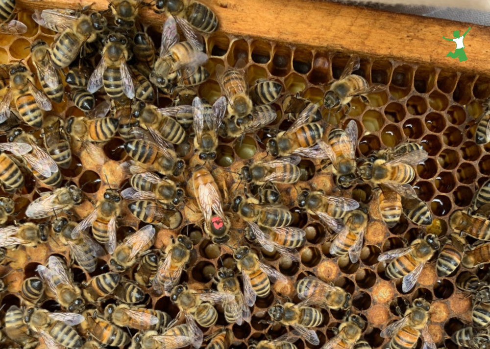 new queen in a beehive frame