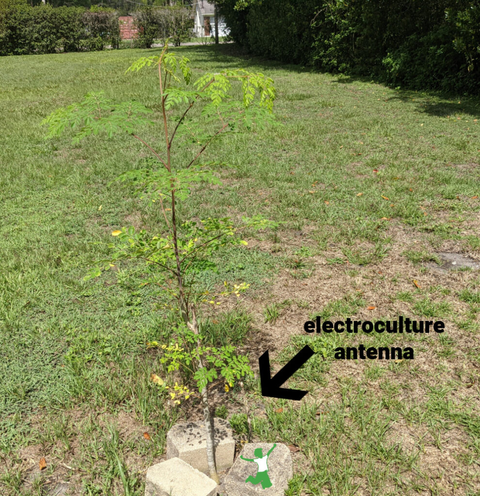 Moringa tree with electric culture antenna