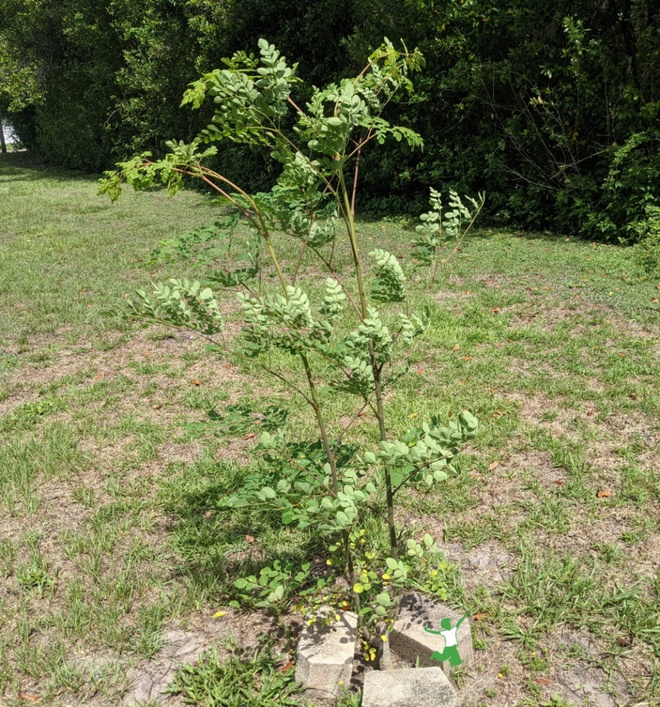 Electroculture Gardening: Shockingly Good for Your Plants, by Marcie Pratt