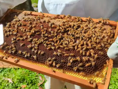 first honey in the frame of a new beehive