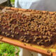 first honey in the frame of a new beehive