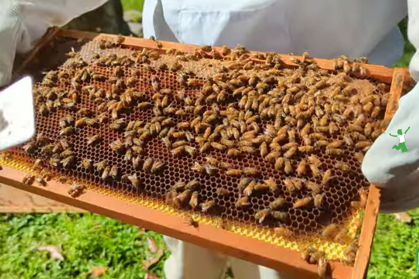 woman with beehive frame with first new honey